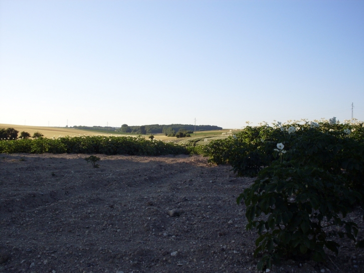 La plaine - Senlis-le-Sec