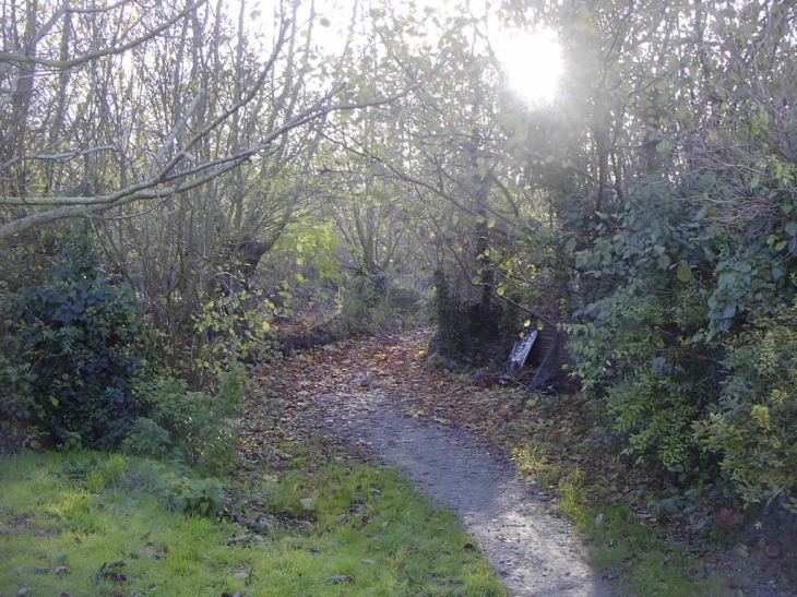 Ruisseau sur le chemin de Foirouse - Aigrefeuille-d'Aunis