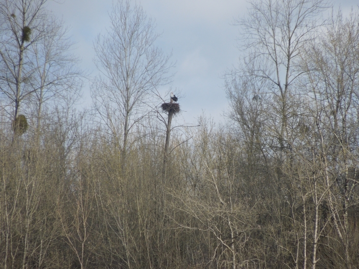 Cigogne dans son nid en hiver dans les  - Berneuil