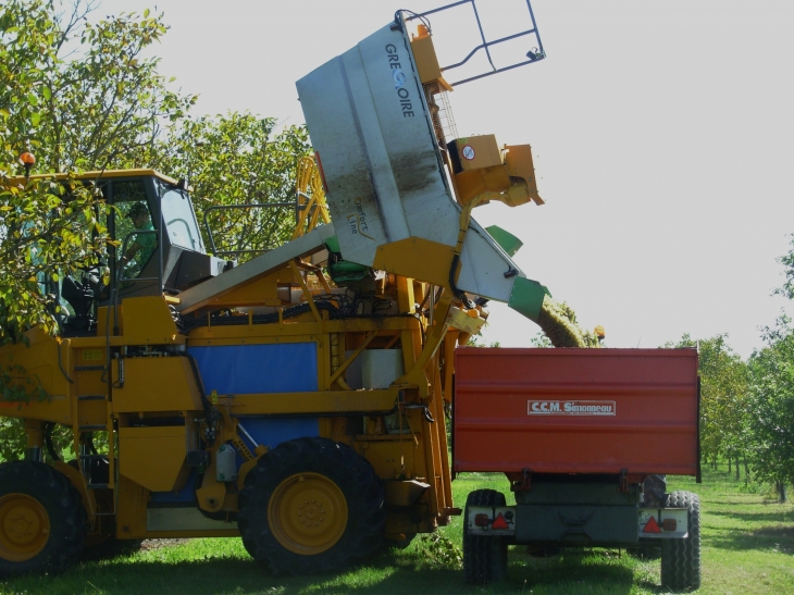 La machine à vendanger en pleine action... - Jarnac-Champagne