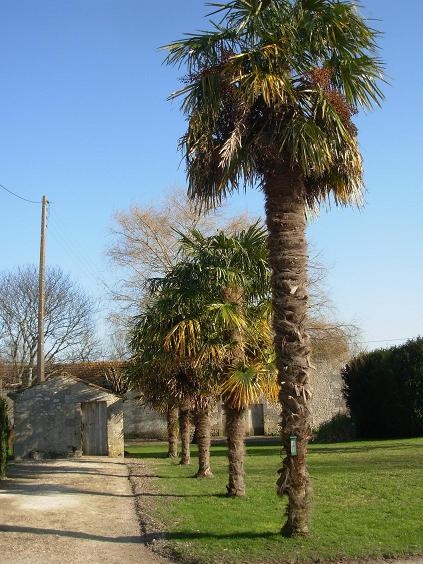 Et oui il y a des palmiers sur notre commune, car il y fait bon vivre! - Jarnac-Champagne