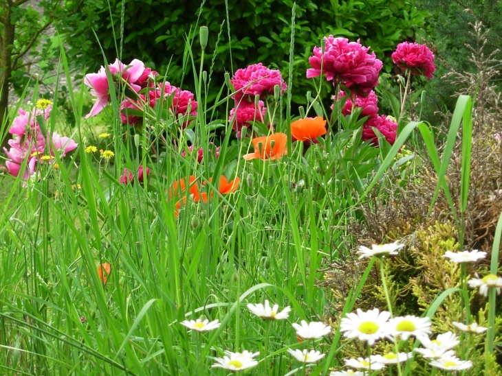 Un jardin sauvage... dans toute sa splendeur!!! - Jarnac-Champagne