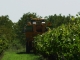 les vignes derrière le Domaine des Tonneaux