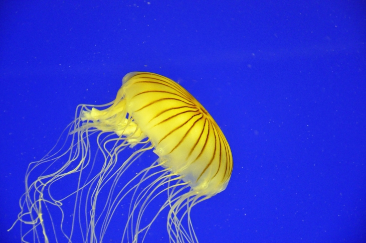 L'AQUARIUM DE LA ROCHELLE