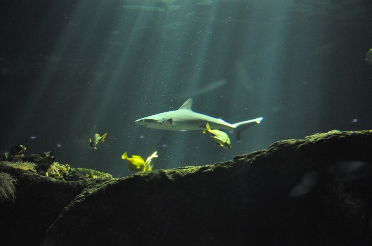 L'AQUARIUM DE LA ROCHELLE