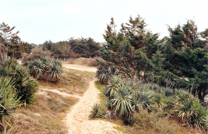 Dunes - Le Bois-Plage-en-Ré