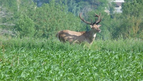 Un habitant peu banal, qui revient tous les étés.... - Le Mung