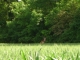 Photo suivante de Le Mung un jeune cerf