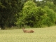 Photo précédente de Le Mung Le cerf est revenu (bis)