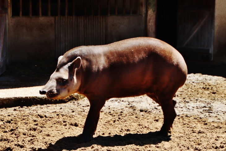 Zoo-La Palmyre - Les Mathes