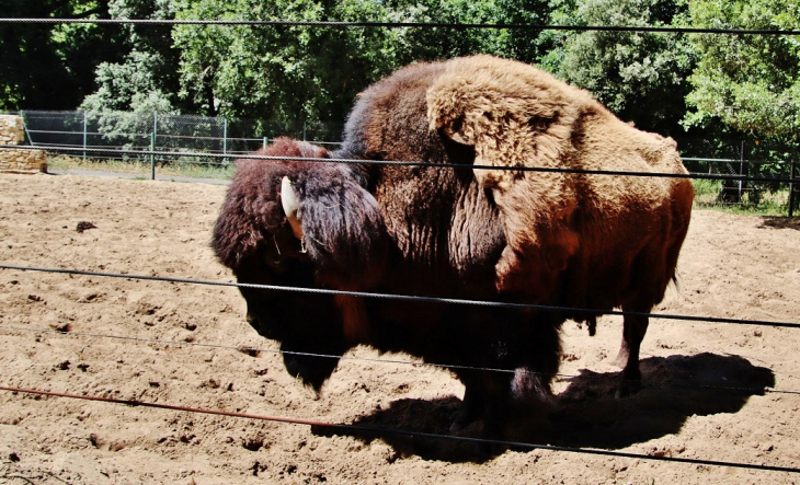 Zoo-La Palmyre - Les Mathes