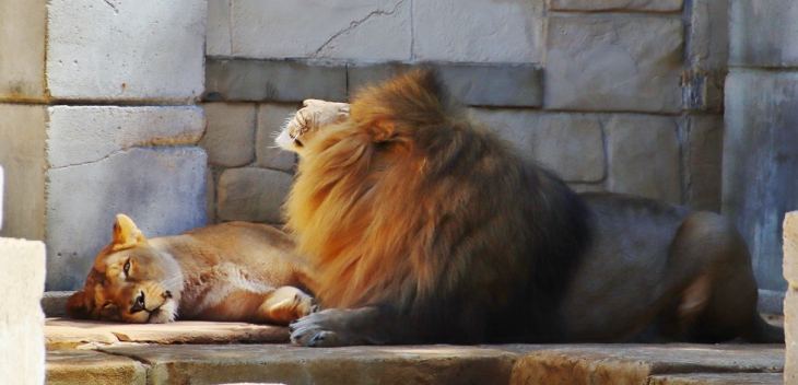 Zoo-La Palmyre - Les Mathes