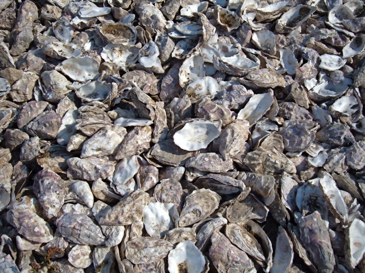 Les chemins des bassins en coquilles d'huitres, Marennes