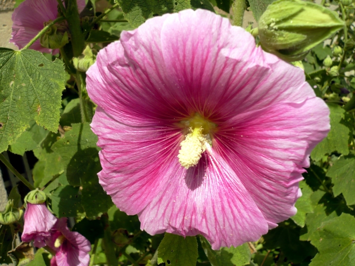 Rose trémière du village - Mornac-sur-Seudre