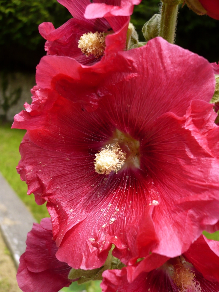 Rose trémière du village - Mornac-sur-Seudre