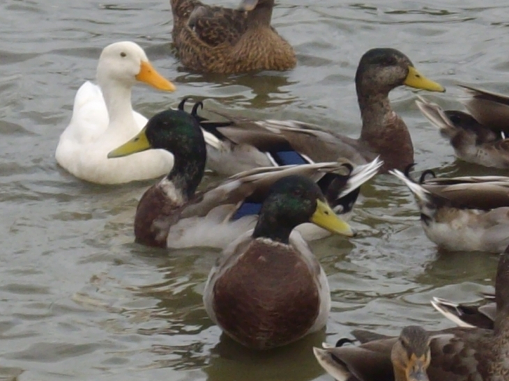 Les canards de l'etang - Port-des-Barques