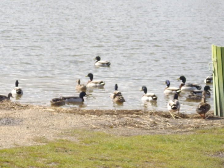 Canards de l'etang - Port-des-Barques