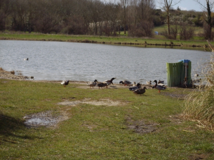 Les beaux canards - Port-des-Barques