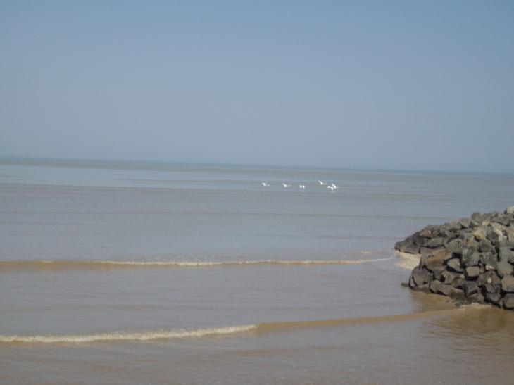 Vol de 6 cygnes - Port-des-Barques