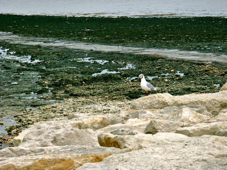 A l'île Madame. - Port-des-Barques