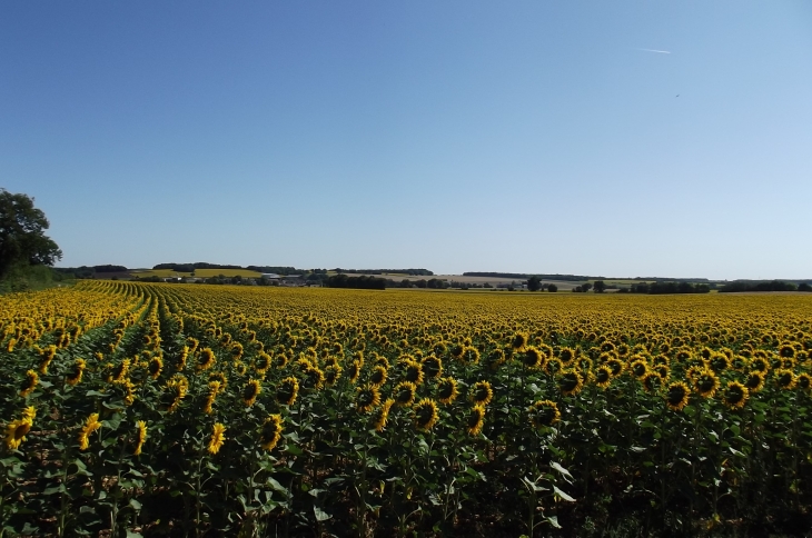 Tournesols en fleur aux abords du village.(lg17) - Romazières