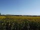 Tournesols en fleur aux abords du village.(lg17)