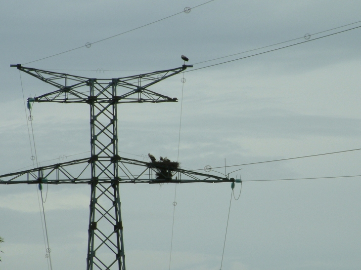 Saint Agnant - nid de cygogne dans des pylons h.t. - Saint-Agnant