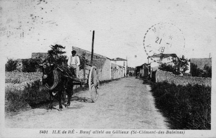 Un boeuf - Saint-Clément-des-Baleines