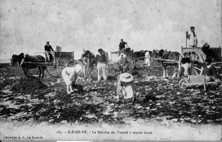 La récolte du varech - Saint-Clément-des-Baleines