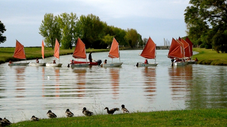 Pleins-de-petits-canards à Port-Maubert - Saint-Fort-sur-Gironde