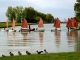 pleins-de-petits-canards à Port-Maubert