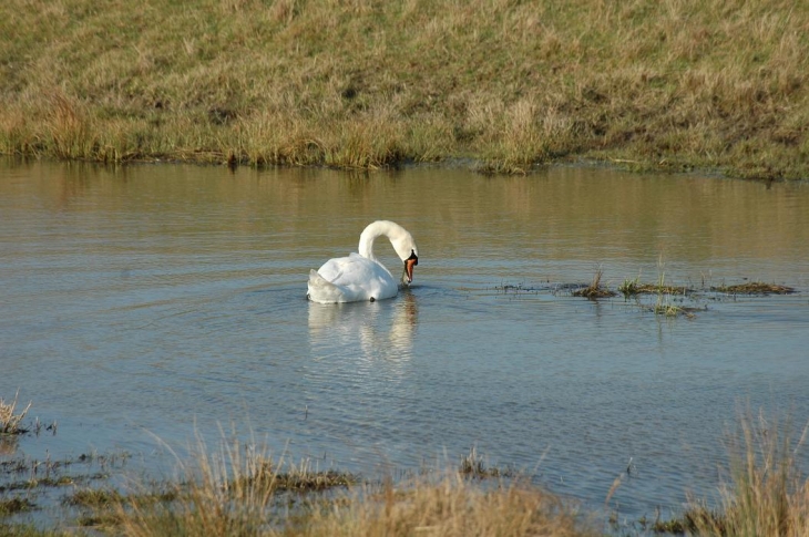 Dans nos marais, à l'état sauvage. - Saint-Jean-d'Angle