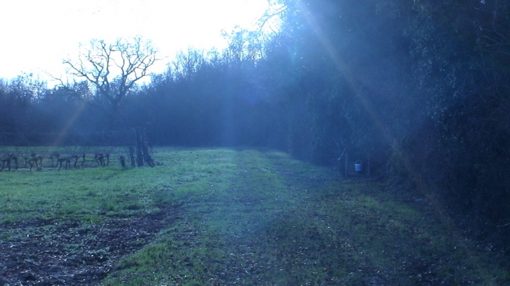 Aperçu de la forêt de Courgeon - Saint-Pierre-de-Juillers