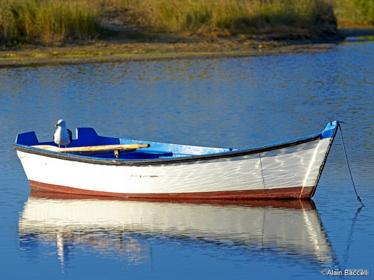 14/08/2006, 6h40 : Toujours dans le port des Salines, cette mouette se repose sur une barque inoccupée - Saint-Trojan-les-Bains