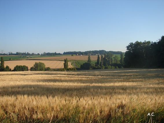 Céréales - Semoussac