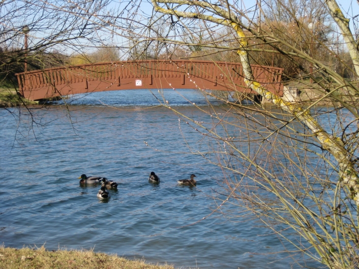 Balade des canards au Lac de Trizay