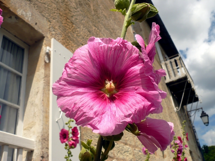 Rose trémière du village - Aubeterre-sur-Dronne