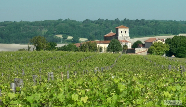 Chadurie dans les vignes