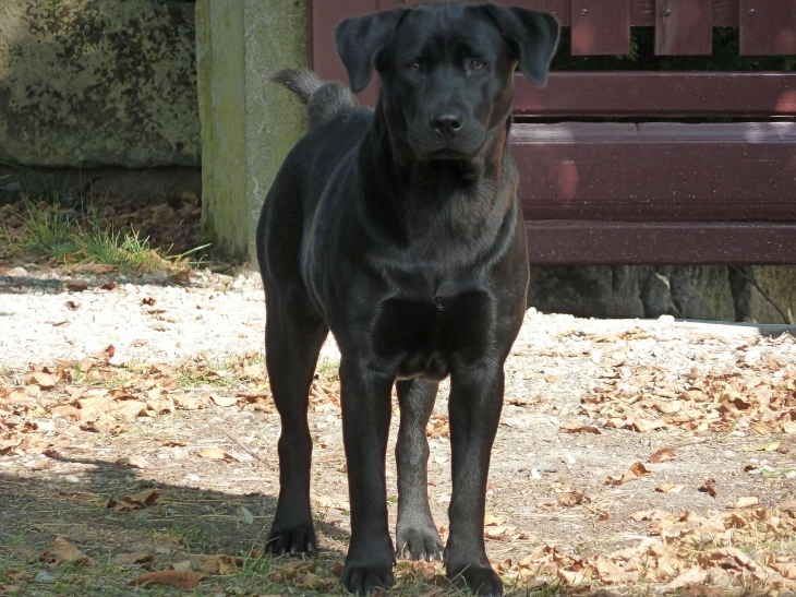 Le chien de garde du village. - Charmant