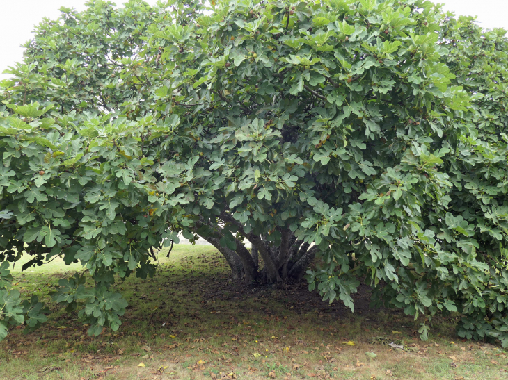 Le figuier arbre remarquable - Chavenat