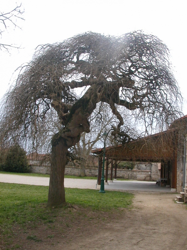 DUDOGNON - Courcôme