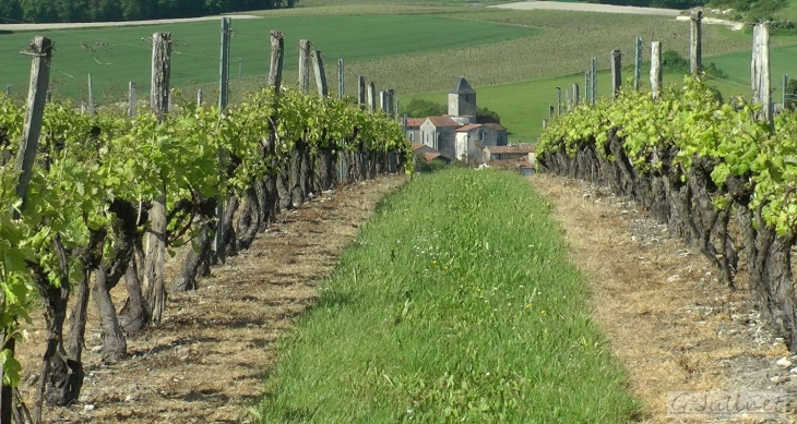 Mainfonds - Le vin de messe ?