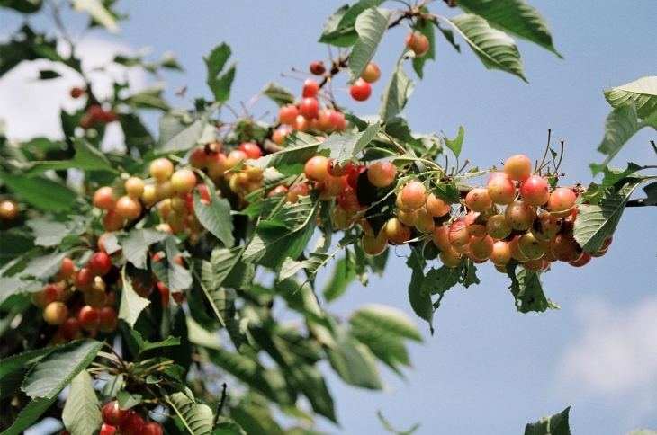 Cerises de Charente - Montbron