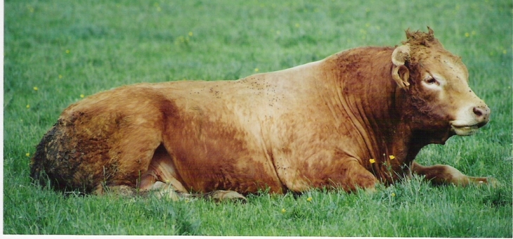 Un taureau limousin au repos - Montbron