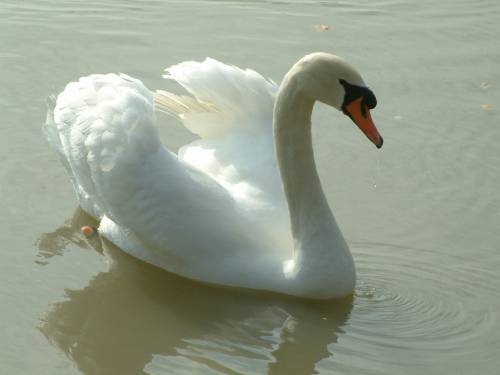 CYGNE - Saint-Simon