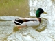 COLVERT