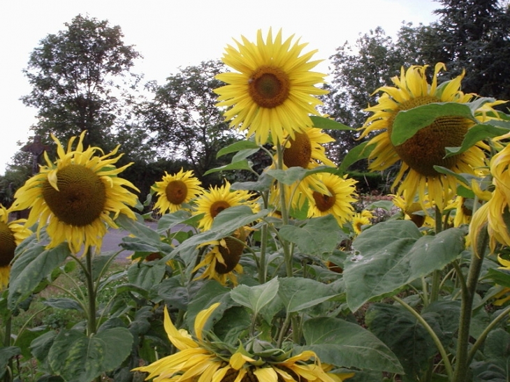 Champe du Tournesols Allonne