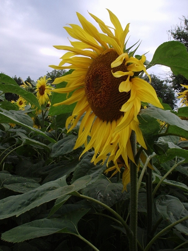 Seul Tournesol dans le champ pres de La Bonneliere - Allonne