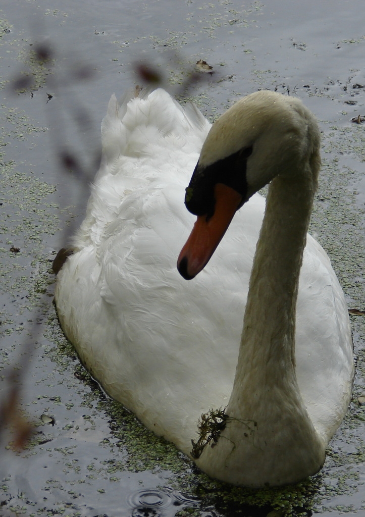 Le Cygne dans le Marais - Arçais