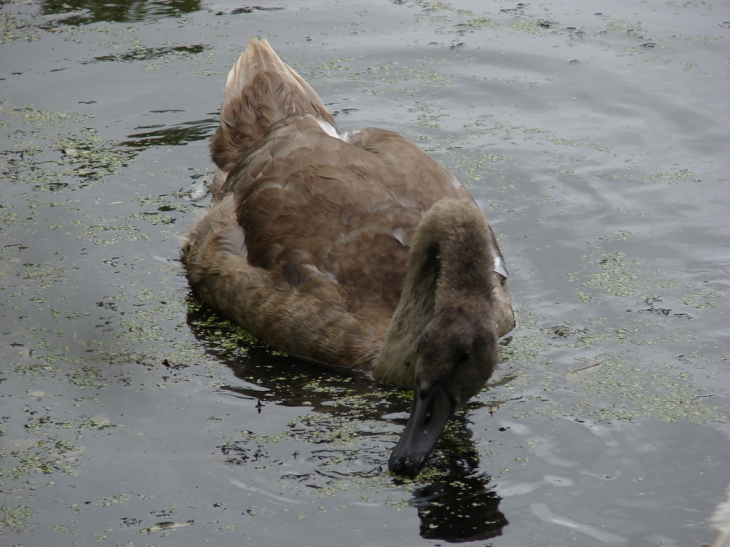 Le Cygne dans le Marais - Arçais